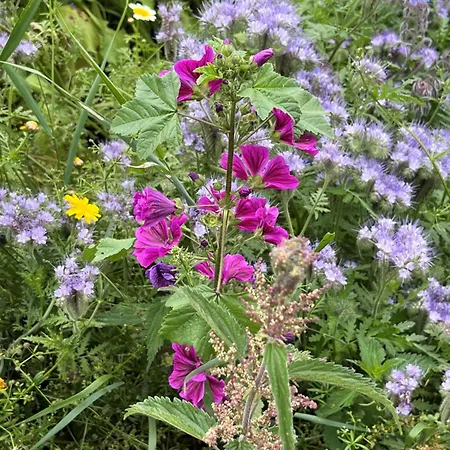 Semesterbostad Avec Piscine Et Jacuzzi - Normandie La Carneille