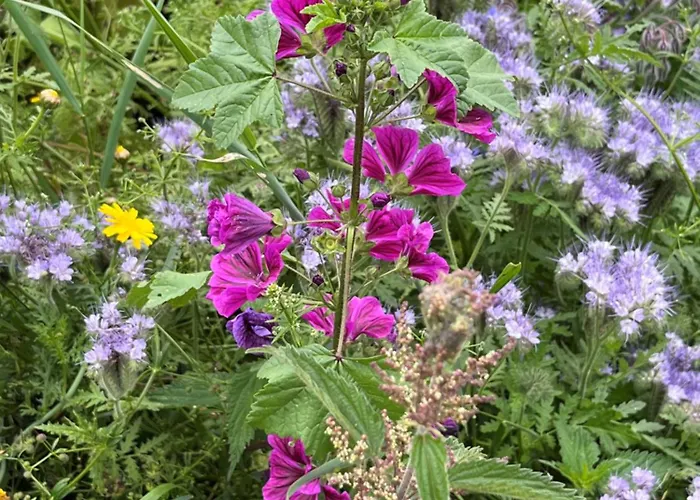 Ferienhaus Avec Piscine Et Jacuzzi - Normandie La Carneille