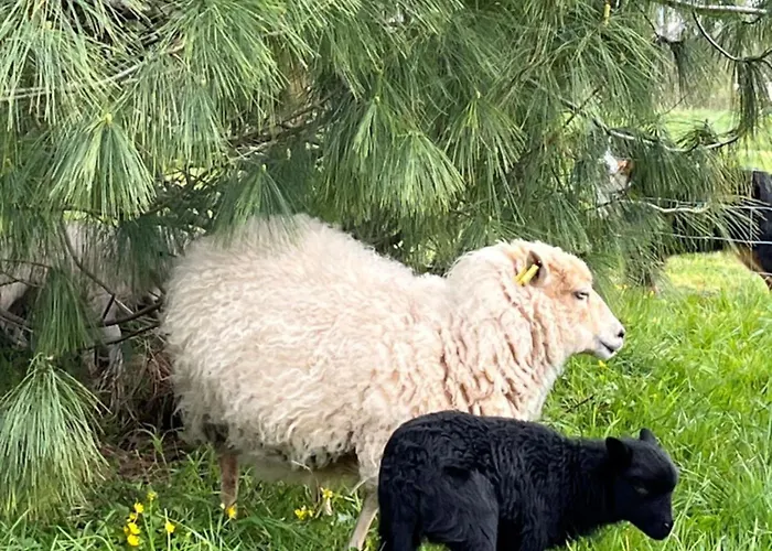 Avec Piscine Et Jacuzzi - Normandie *